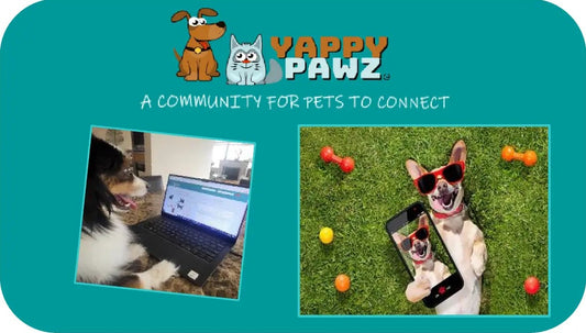 How Yappy Pawz Makes Pet Parenting More Fun and Social