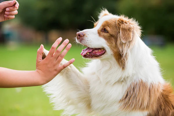 Top 5 Tips for New Pet Owners: Making the Transition Smooth